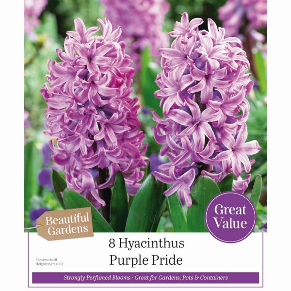 Hyacinths Purple Pride - 8 Bulbs